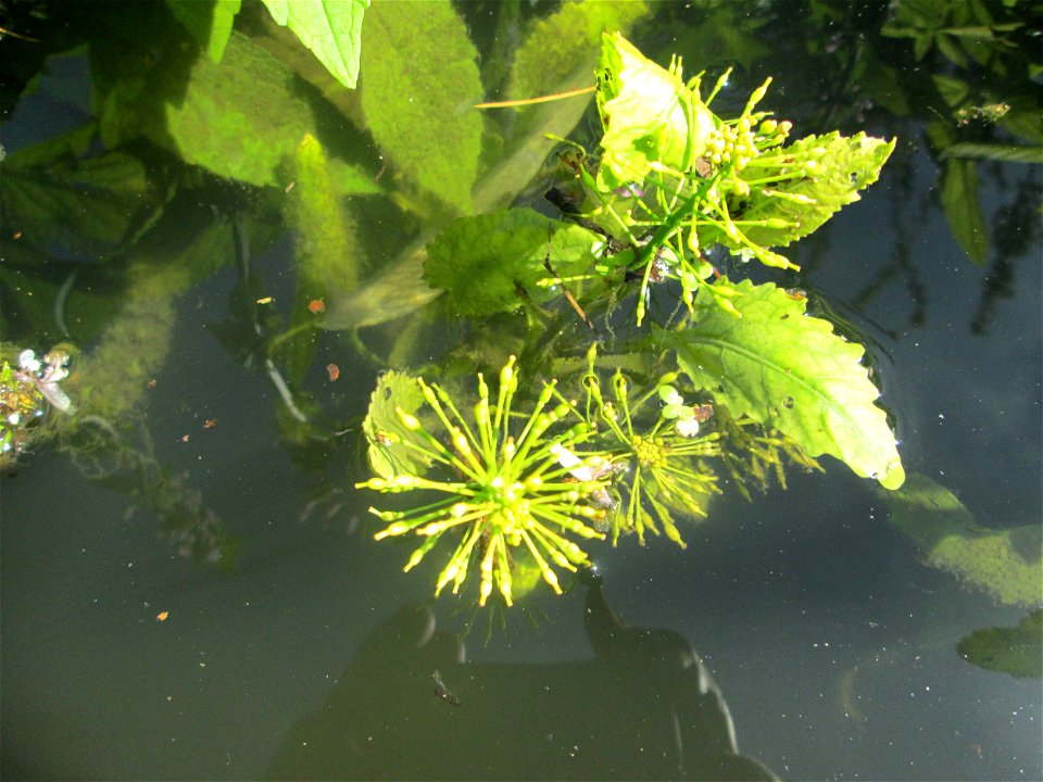 Wasser-Sumpfkresse (Rorippa amphibia) an der Saar in Saarbrücken - unterhalb vom Ruderclub "Undine" findet sich ein Kleinbiotop mit einer Vielzahl von typischen Ufer-Pflanzen