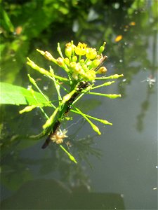 Wasser-Sumpfkresse (Rorippa amphibia) an der Saar in Saarbrücken - unterhalb vom Ruderclub "Undine" findet sich ein Kleinbiotop mit einer Vielzahl von typischen Ufer-Pflanzen photo