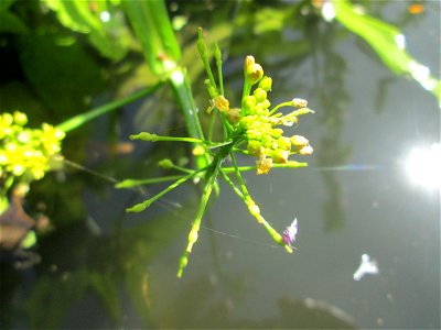 Wasser-Sumpfkresse (Rorippa amphibia) an der Saar in Saarbrücken - unterhalb vom Ruderclub "Undine" findet sich ein Kleinbiotop mit einer Vielzahl von typischen Ufer-Pflanzen photo