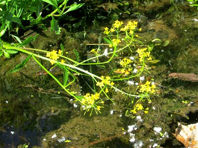 Wasser-Sumpfkresse (Rorippa amphibia) an der Saar in Saarbrücken