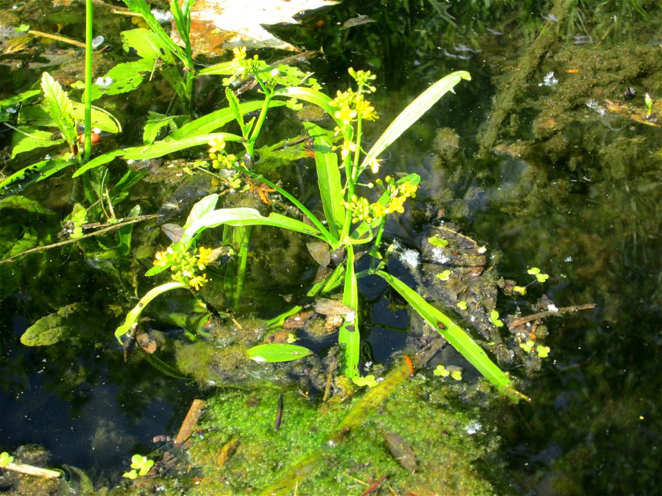 Wasser-Sumpfkresse (Rorippa amphibia) an der Saar in Saarbrücken