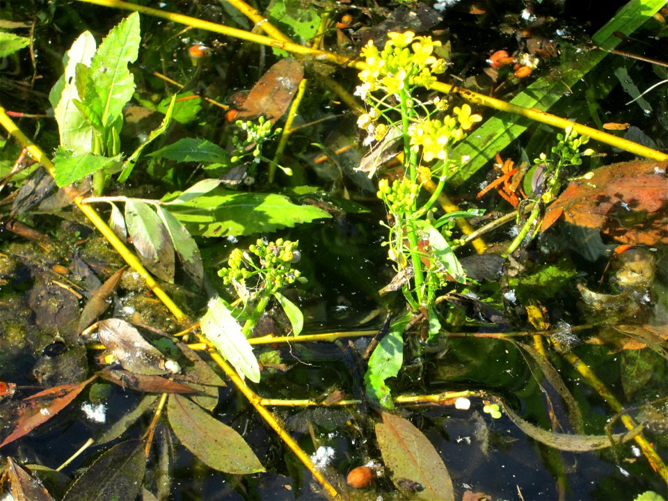 Wasser-Sumpfkresse (Rorippa amphibia) an der Saar in Saarbrücken