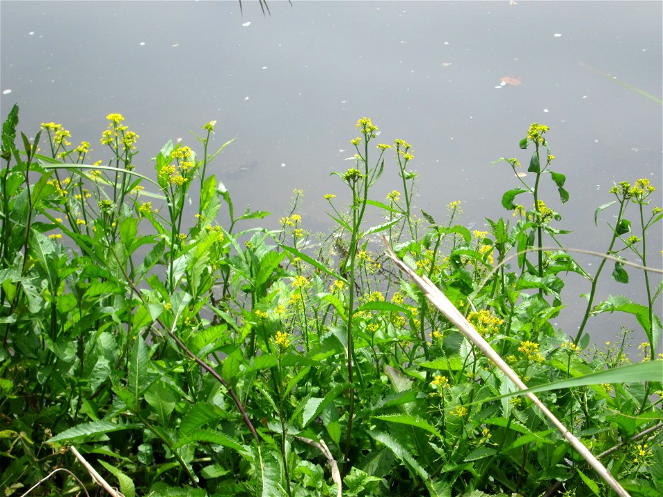 Wasser-Sumpfkresse (Rorippa amphibia) an der Saar im Naturschutzgebiet „St. Arnualer Wiesen“