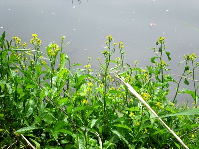 Wasser-Sumpfkresse (Rorippa amphibia) an der Saar im Naturschutzgebiet „St. Arnualer Wiesen“
