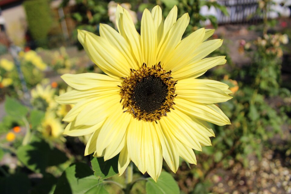 Sunflower nature garden