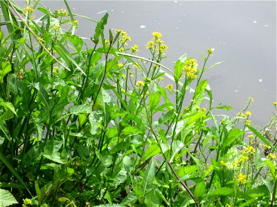Wasser-Sumpfkresse (Rorippa amphibia) an der Saar im Naturschutzgebiet „St. Arnualer Wiesen“