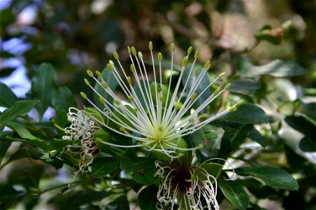Flower of Maerua cafra (DC.) Pax, Johannesburg, South Africa