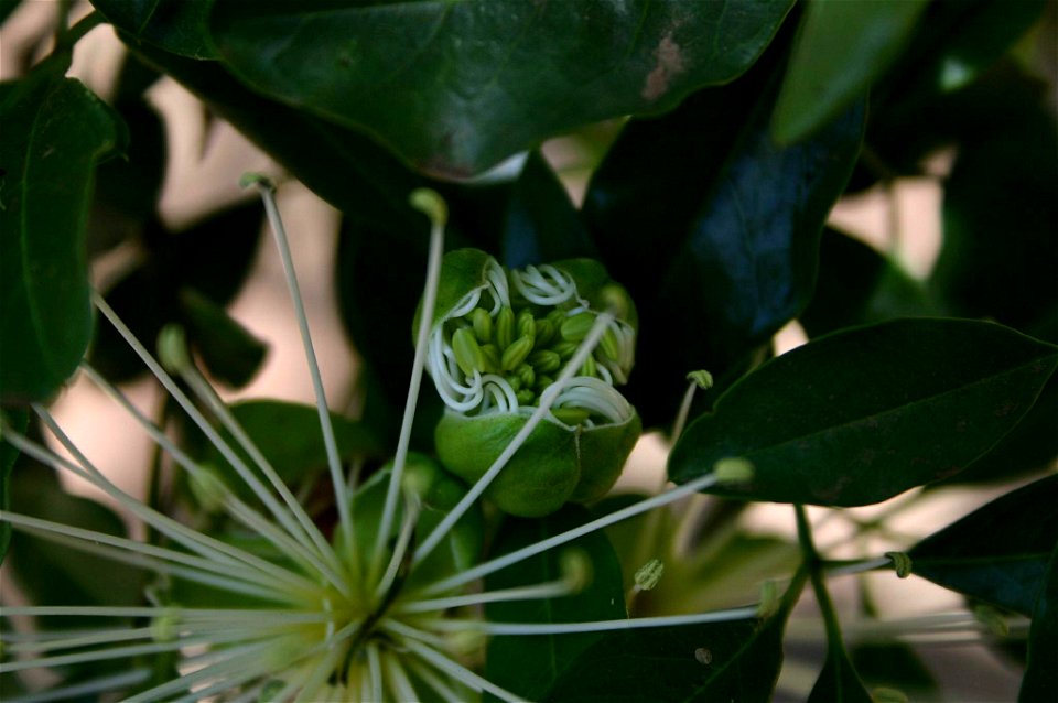 Flower and opening bud of Maerua cafra (DC.) Pax, Johannesburg, South Africa