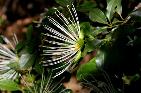 Flower and leaves of Maerua cafra (DC.) Pax, Johannesburg, South Africa