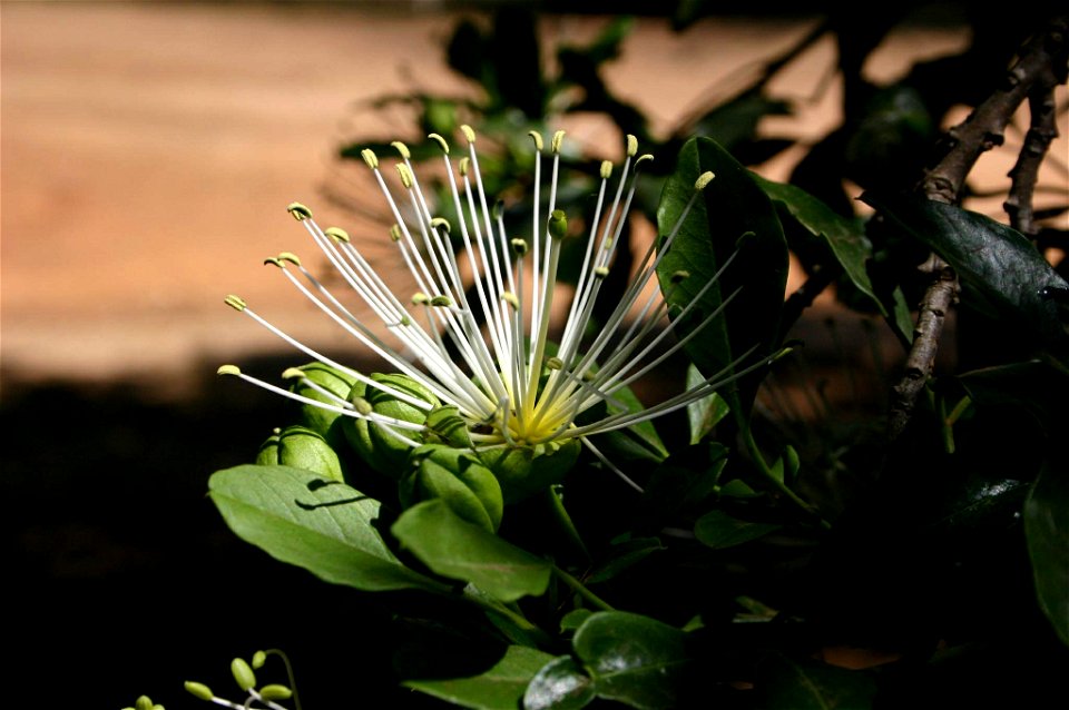 Flower, buds and leaves of Maerua cafra (DC.) Pax, Johannesburg, South Africa