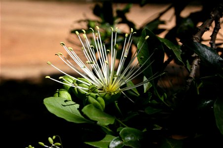 Flower, buds and leaves of Maerua cafra (DC.) Pax, Johannesburg, South Africa
