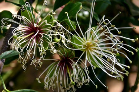 Fresh and old flowers of Maerua cafra (DC.) Pax, Johannesburg, South Africa