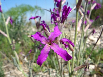 Flor de Matthiola fruticulosa subsp. fruticulosa (Rivas Vaciamadrid, Madrid)
