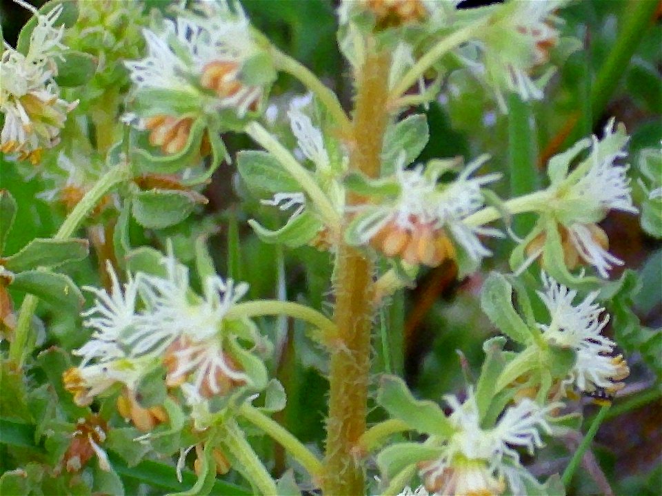 Reseda phyteuma close up Campo de Calatrava, Spain