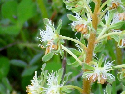 Reseda phyteuma close up Campo de Calatrava, Spain
