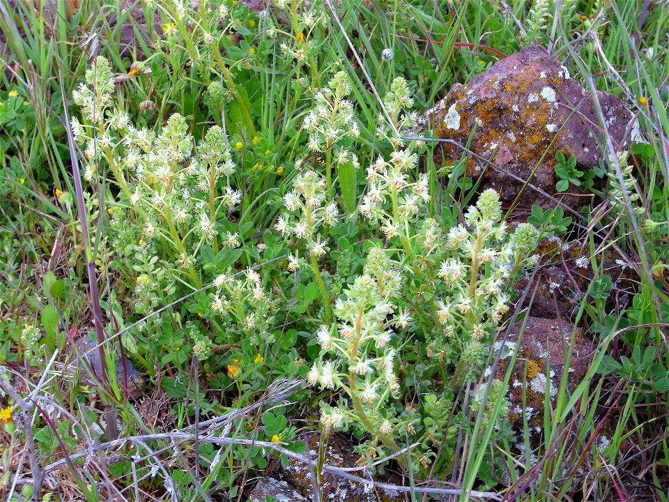 Reseda phyteuma habit Campo de Calatrava, Spain
