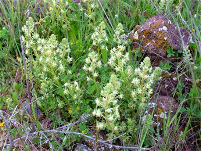 Reseda phyteuma habit Campo de Calatrava, Spain