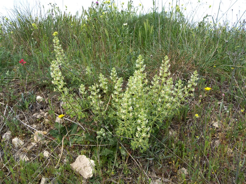 Reseda phyteuma (Resedaceae, Brassicales). Rivas Vaciamadrid, Madrid.