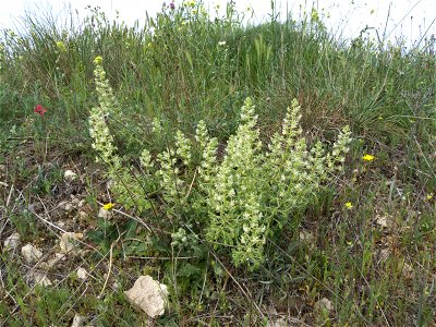 Reseda phyteuma (Resedaceae, Brassicales). Rivas Vaciamadrid, Madrid.