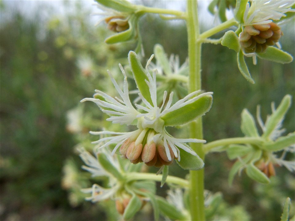 Flor de Reseda phytema"" (Resedaceae, Brassicales). Rivas Vaciamadrid, Madrid.