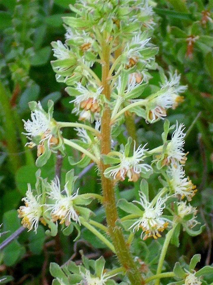 Reseda phyteuma stem, leaves and fruits Campo de Calatrava, Spain