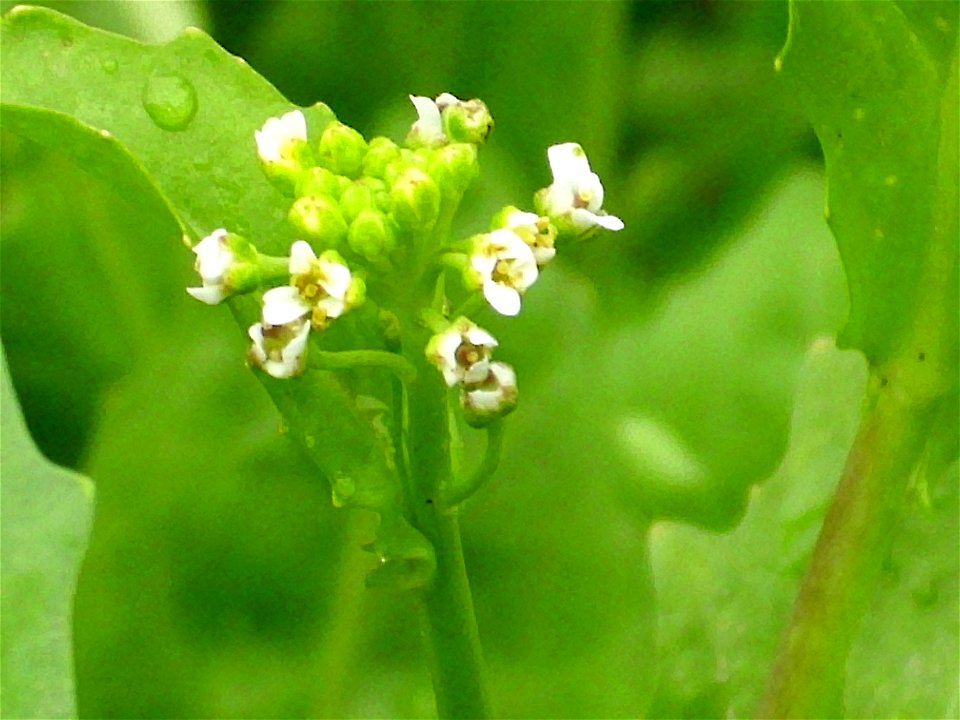 Lepidium heterophyllum inflorescence, in Sierra Madrona, Spain.