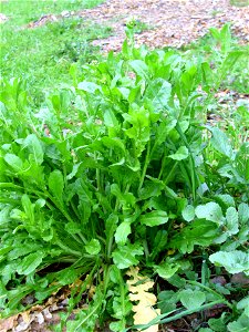 Lepidium heterophyllum habit, in Sierra Madrona, Spain.