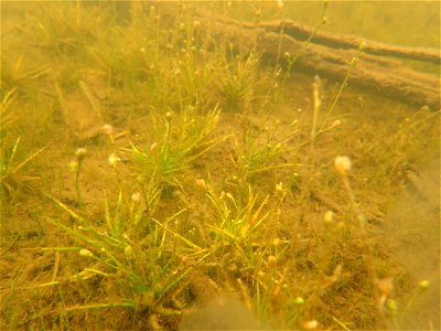 Subularia aquatica