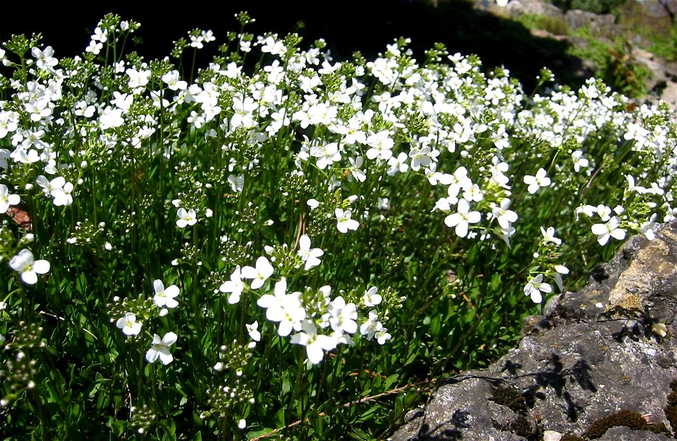 Arabis procurrens; Botanic Garden, Vienna, Austria.
