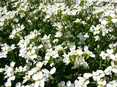 Arabis procurrens; Botanic Garden, Vienna, Austria.