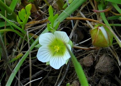 Image title: Woolly meadow foam plant flora flower limnanthes floccosa grandiflora
Image from Public domain images website, http://www.public-domain-image.com/full-image/flora-plants-public-domain-ima