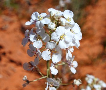 Dimorphocarpa wislizeni (Spectacle Pod) in Warner Valley, Utah, March 2019.