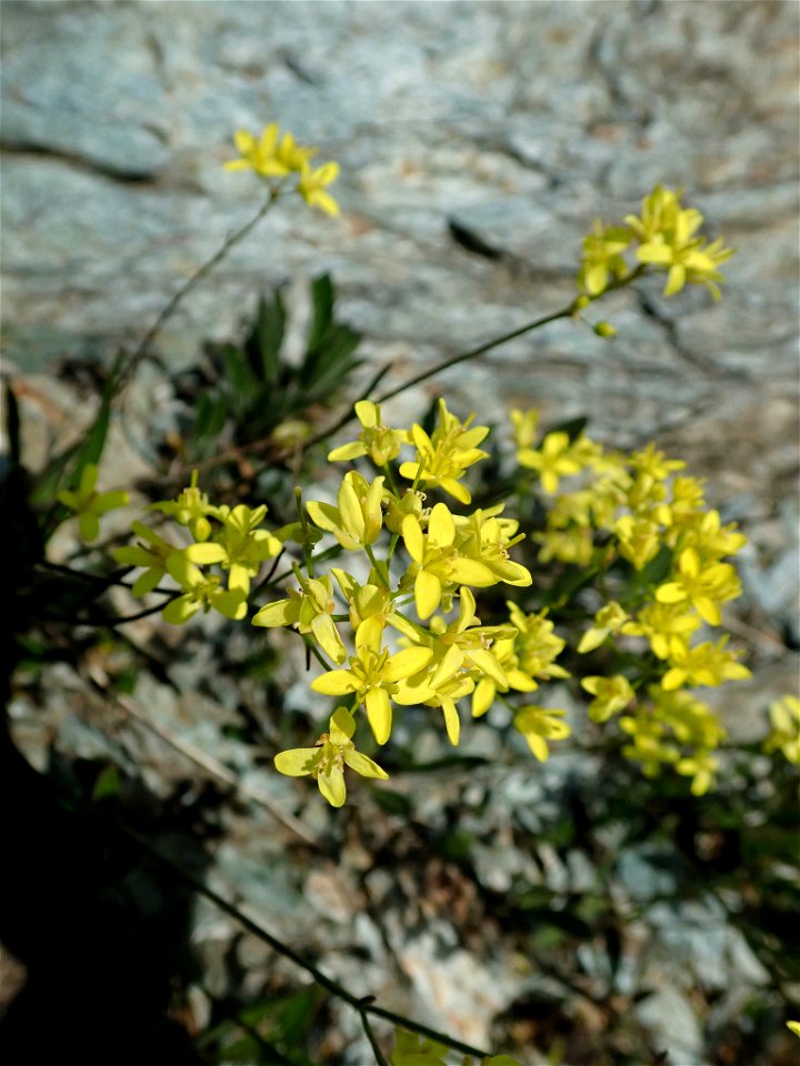 Biscutella laevigata