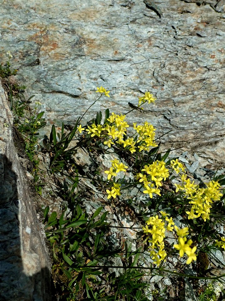 Biscutella laevigata