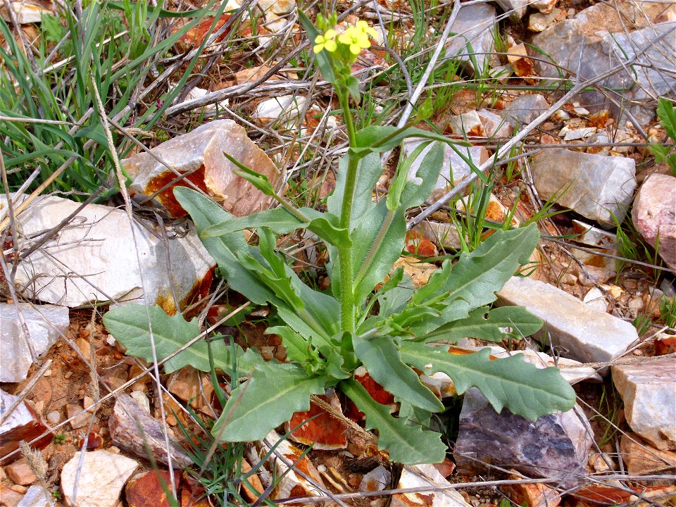 Biscutella laevigata subsp. controversa habit, Dehesa Boyal de Puertollano, Spain