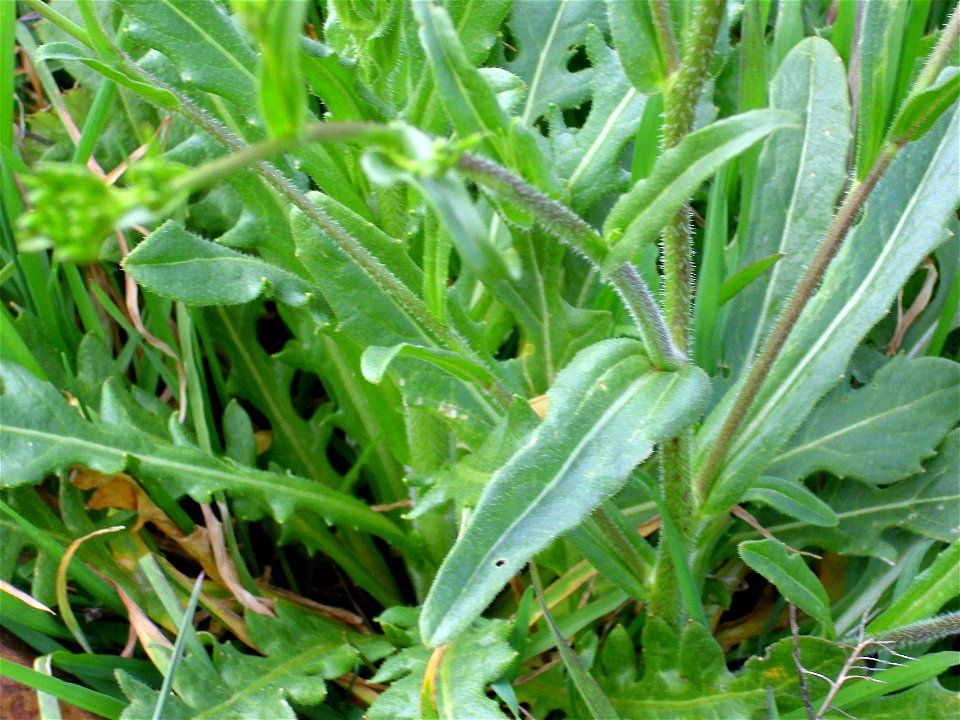 Biscutella laevigata subsp. controversa stems and leaves, Dehesa Boyal de Puertollano, Spain