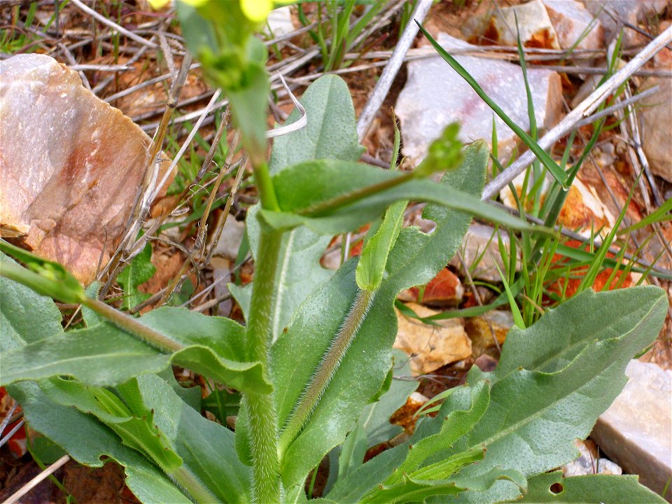 Biscutella laevigata subsp. controversa stems, Dehesa Boyal de Puertollano, Spain