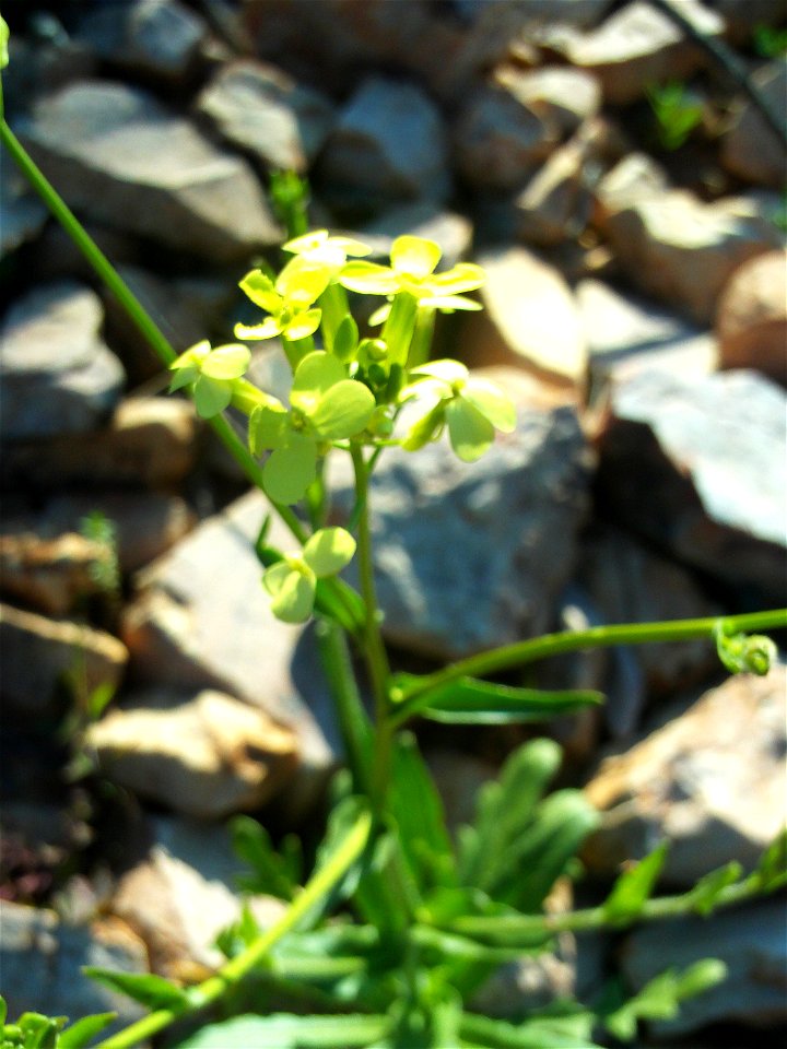 Biscutella laevigata subsp. scaposa flowers close up, Dehesa Boyal de Puertollano, Spain