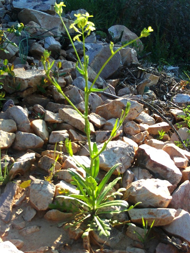 Biscutella laevigata subsp. scaposa habit, Dehesa Boyal de Puertollano, Spain