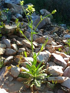 Biscutella laevigata subsp. scaposa habit, Dehesa Boyal de Puertollano, Spain