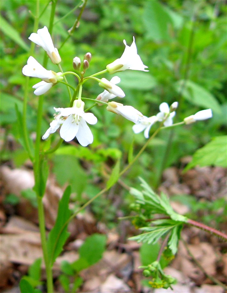 Cardamine bulbosa. Calcareous swamp forest off Duncannon Road, Madison County, Kentucky