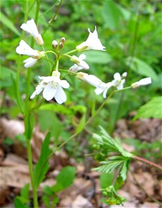 Cardamine bulbosa. Calcareous swamp forest off Duncannon Road, Madison County, Kentucky
