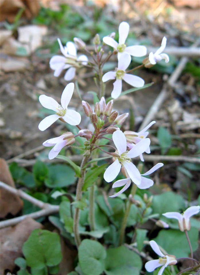 Cardamine douglassii, riparian forest in Fort Boonesborough State Park, Madison County, Kentucky.