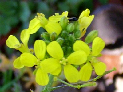 Erucastrum nasturtiifolium inflorescence Campo de Calatrava, Spain