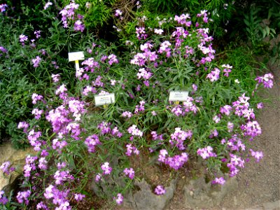 Matthiola maderensis specimen in the Botanischer Garten, Berlin-Dahlem (Berlin Botanical Garden), Berlin, Germany.