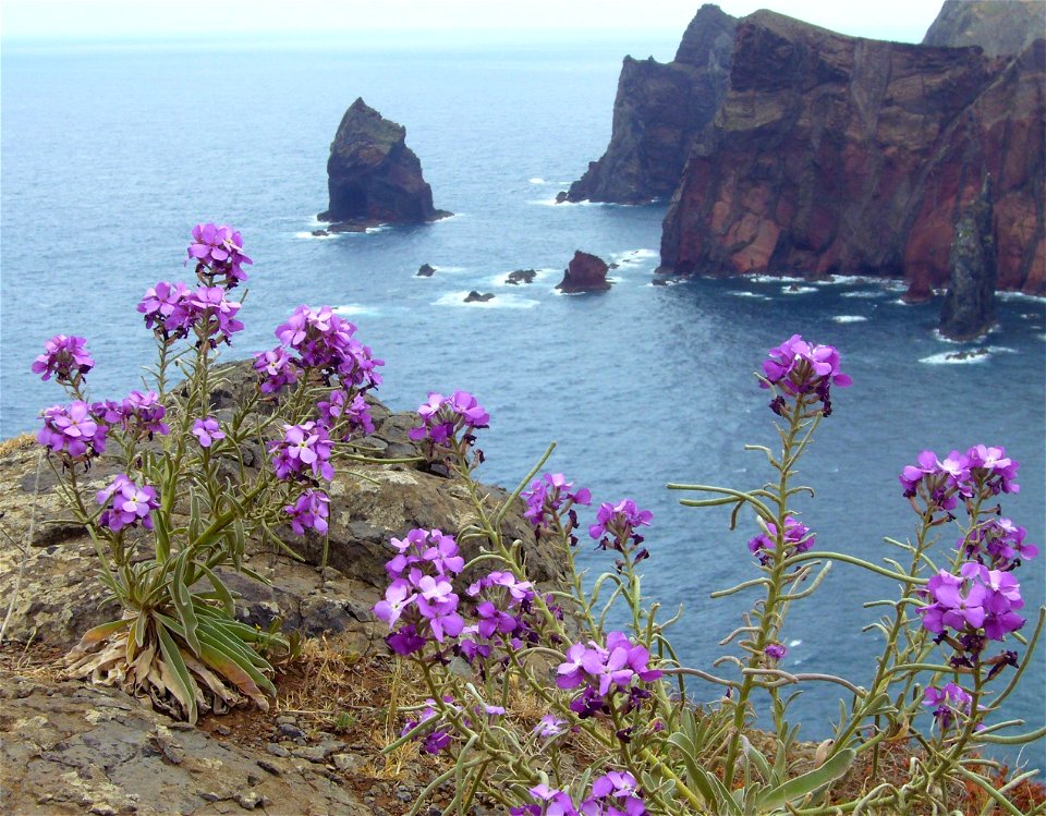 May flowers at Ponta de Săo Lourenço