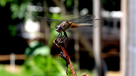 Animal wing dragonfly photo
