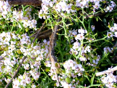 Ptilotrichum spinosum flowers close up, Sierra Nevada, Spain
