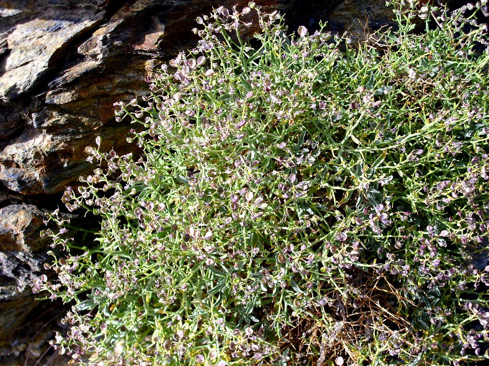 Ptilotrichum spinosum habit, Sierra Nevada, Spain