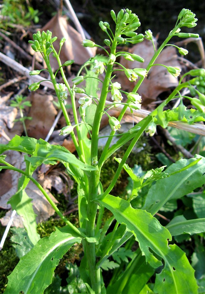 Boechera laevigata, Tom Dorman State Nature Preserve, Garrard County, Kentucky.